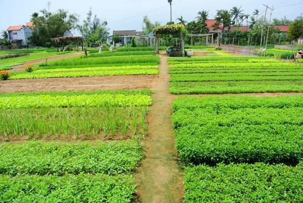 Green House Homestay Хойан Экстерьер фото